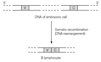 1885_Recombination of light chain genes.png